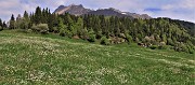 57 Ai prati della Pigolotta, , persa la fioritura dei crocus, mi godo lo spettacolo di tanti altri fiori